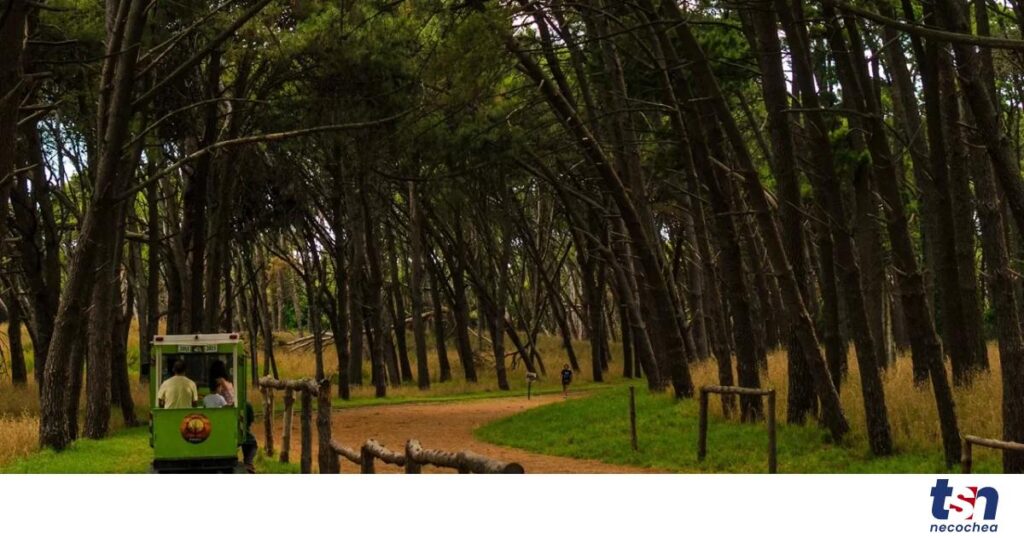 Tren-Turistico-Parque-OG