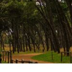 Tren-Turistico-Parque-OG