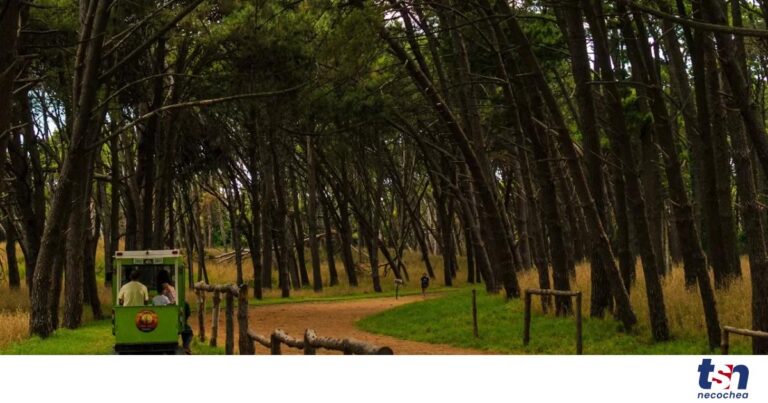 Tren-Turistico-Parque-OG