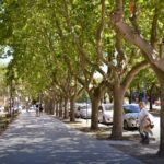 Arbolado urbano en Necochea: por qué es vital y cómo cuidar el árbol de cada vereda