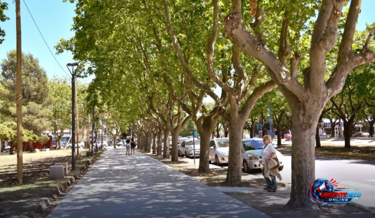 Arbolado urbano en Necochea: por qué es vital y cómo cuidar el árbol de cada vereda