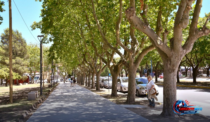 Arbolado urbano en Necochea: por qué es vital y cómo cuidar el árbol de cada vereda